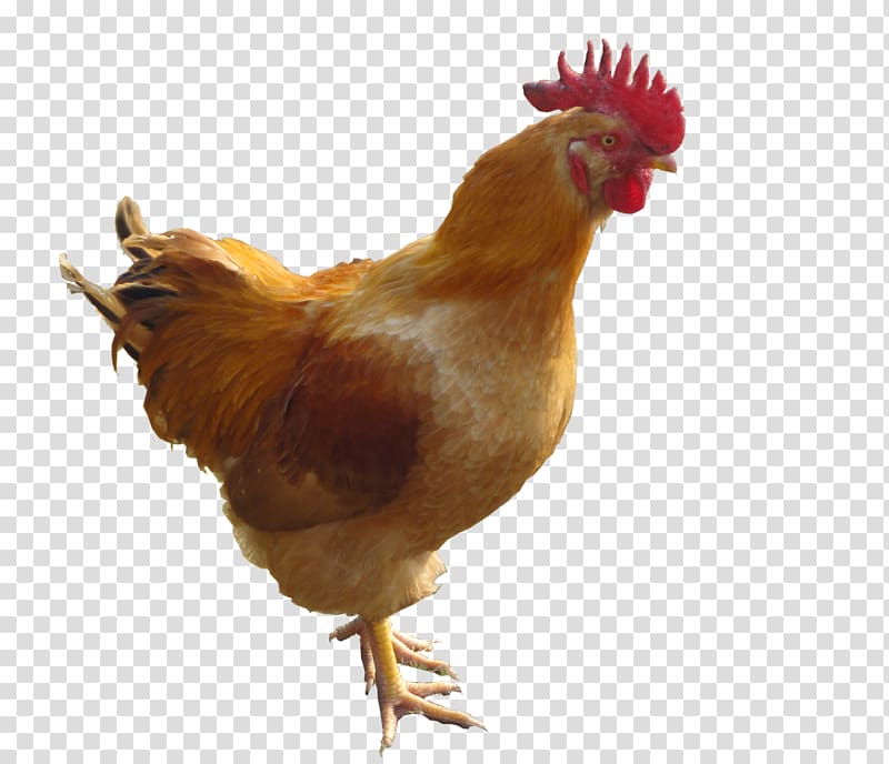Bird, Chicken, Chicken As Food, Drawing, Galinha Caipira, Beak, Rooster,  Poultry, Chicken, Chicken As Food, Drawing png
