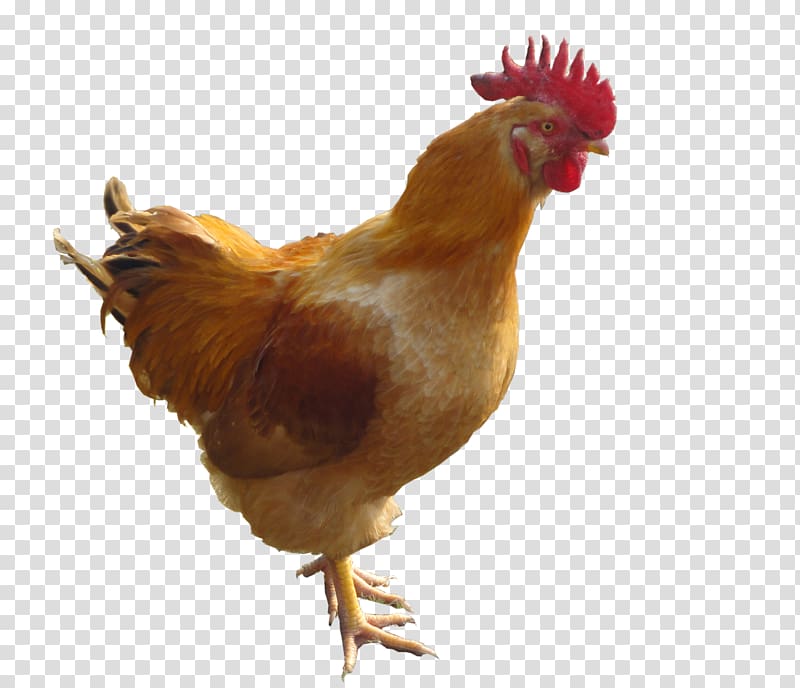 chicken transparent background PNG clipart chicken transparent background PNG clipart