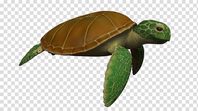 Sea turtle Reptile Animation, turtle transparent background PNG clipart