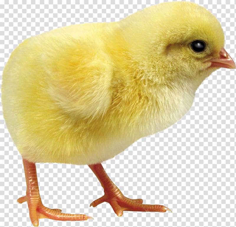 Chicken Incubator Egg Debeaking Duck, nowruz transparent background PNG clipart