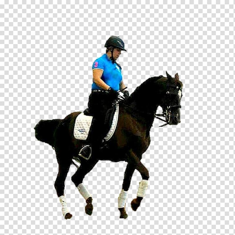 Dressage Horse Stallion Hunt seat Rein, horse transparent background PNG clipart