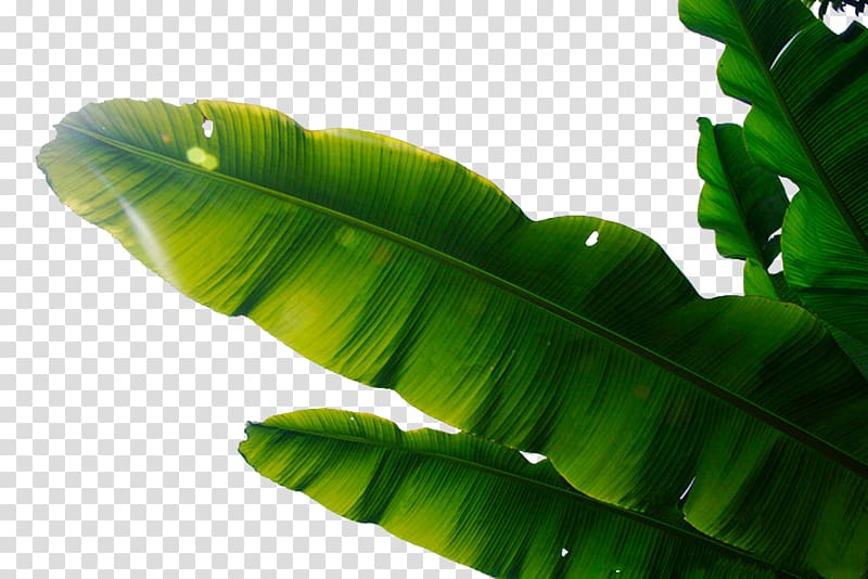banana leaf material transparent background PNG clipart