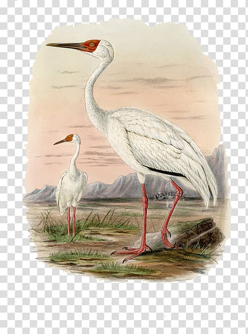 Crane A History of the Birds of Europe: Including All the Species Inhabiting the Western Palaeactic Region, White Crane FIG. transparent background PNG clipart