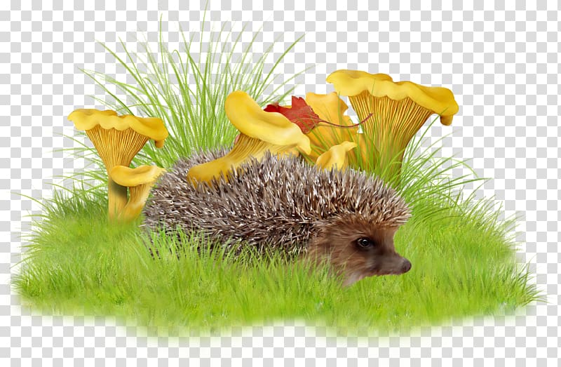 Raster graphics , Grass hedgehog transparent background PNG clipart