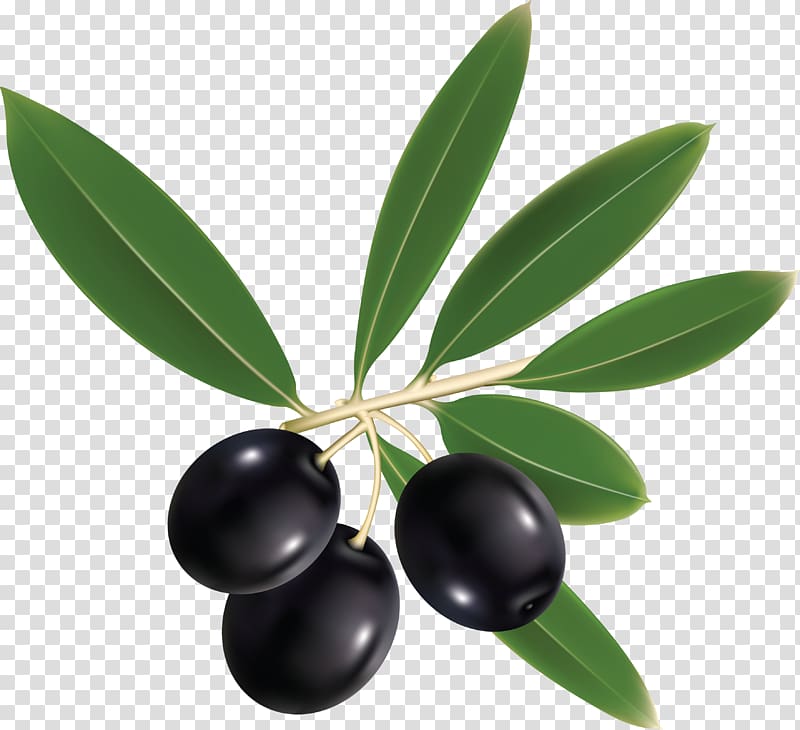 Olive oil Mediterranean Basin Italian cuisine, Olive transparent background PNG clipart