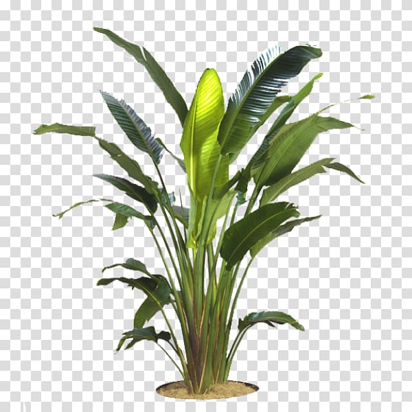 green leafed plant, Strelitzia nicolai Strelitzia reginae Dracaena fragrans Houseplant Areca palm, PARADİSE transparent background PNG clipart