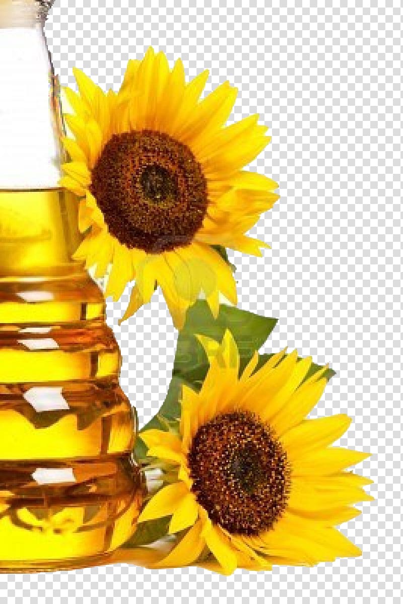 Common sunflower Sunflower oil Cooking Oils Sunflower seed, sunflower oil transparent background PNG clipart