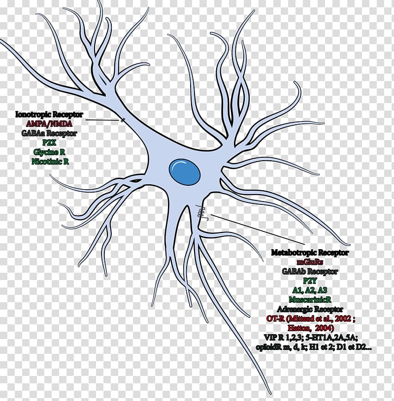 Neuroglia Cell Oligodendrocyte Brain Neuron, neurons transparent background PNG clipart