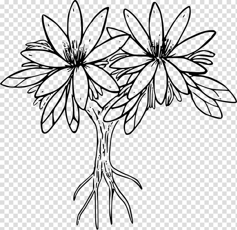 Bitterroot Lewisia cotyledon Coloring book , others transparent background PNG clipart