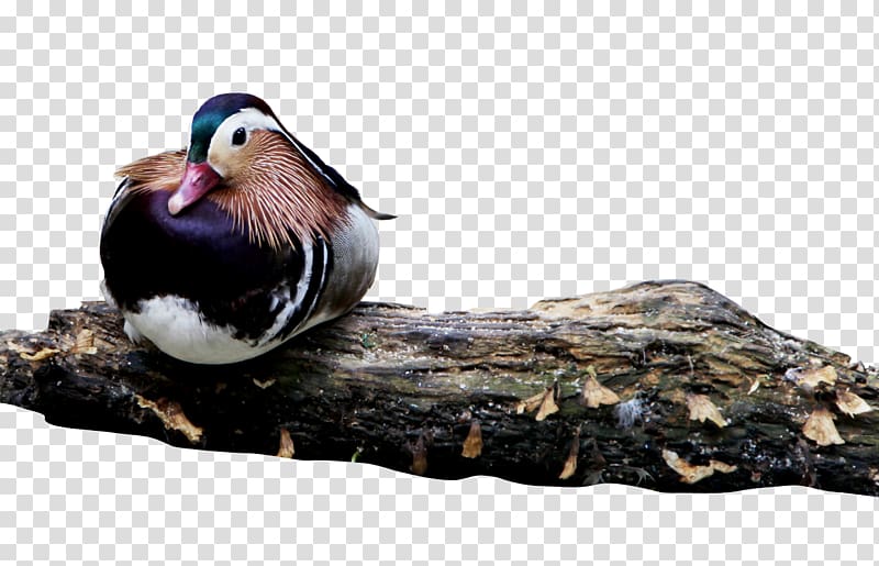 Mandarin duck Bird, Mandarin duck plate lying transparent background PNG clipart