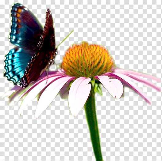 Monarch butterfly Social cooperative Organizzazione non lucrativa di utilità sociale, Grazie Dei Fiori Bis transparent background PNG clipart