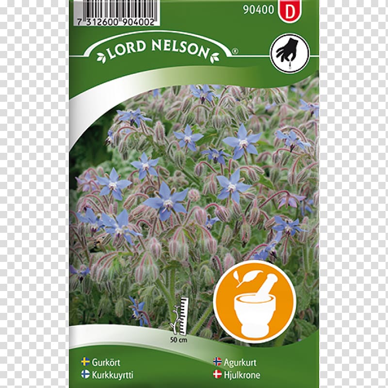 Canterbury bells Seed Dill Garden Peach-leaved bellflower, vis identification system transparent background PNG clipart