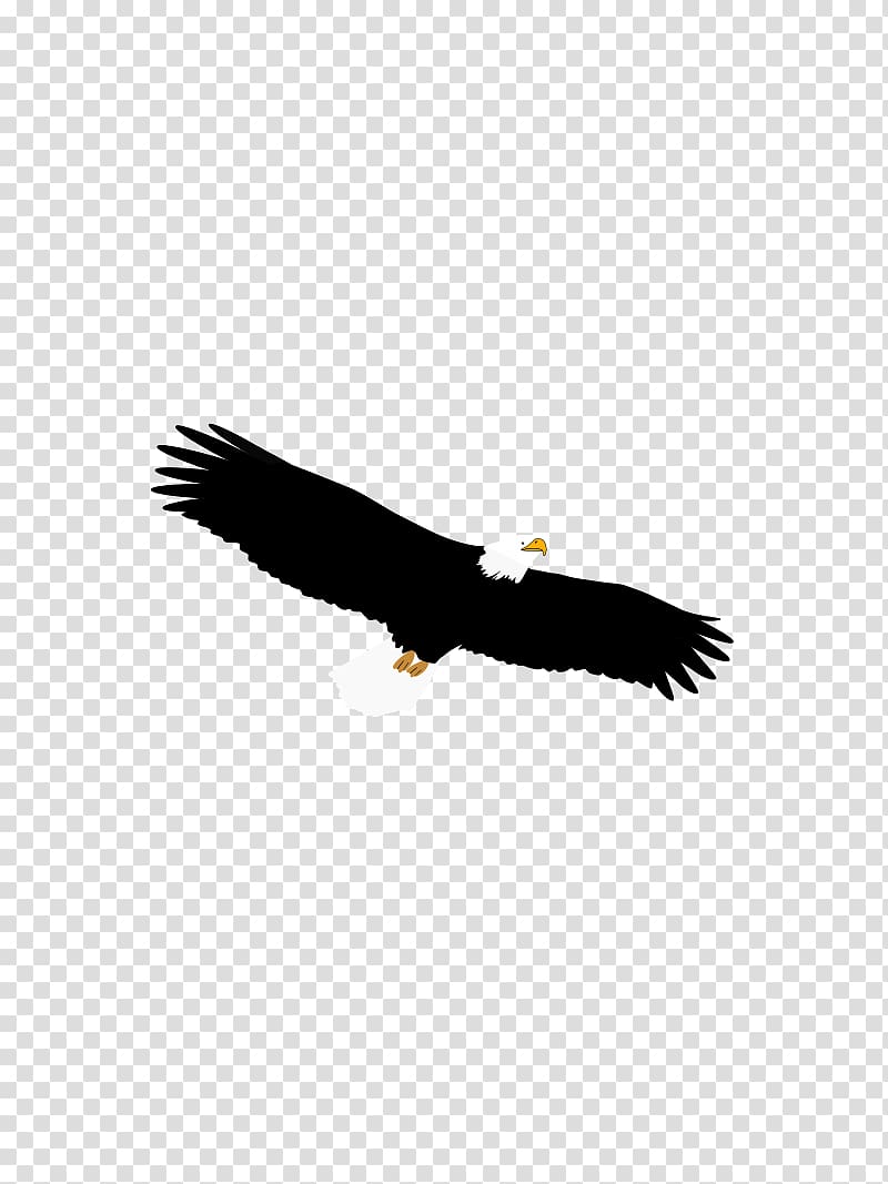 Bald Eagle Bird of prey Accipitriformes, eagle transparent background PNG clipart