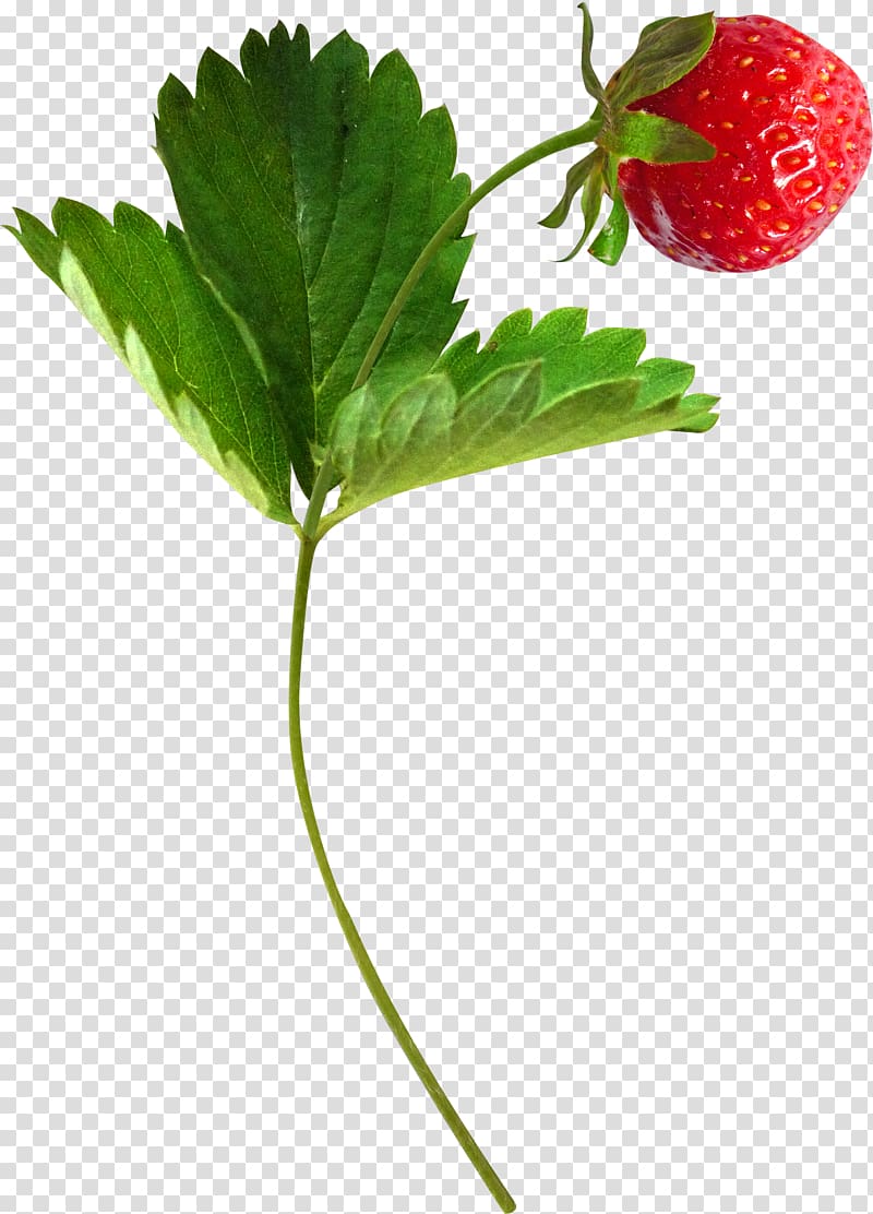 Musk strawberry Aedmaasikas Fruit, strawberry transparent background PNG clipart