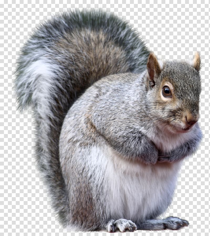 Connecticut Eastern gray squirrel Fox squirrel Western gray squirrel Animal, squirrel transparent background PNG clipart