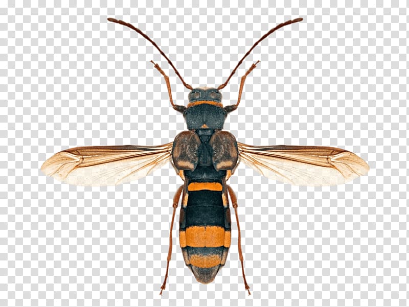 Hornet Honey bee Longhorn beetle, beetle transparent background PNG clipart