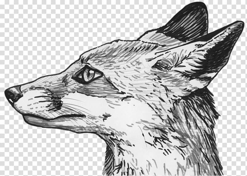 Red fox Silver fox Drawing Sketch, Fox Eyes transparent background PNG clipart