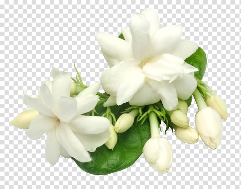 white jasmine flowers illustration, Arabian jasmine Plant Oil Perfume Candle, jasmine transparent background PNG clipart