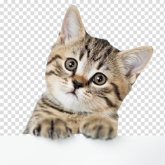 brown tabby kitten, American Shorthair British Shorthair Kitten Dog Puppy, Cute kitten transparent background PNG clipart