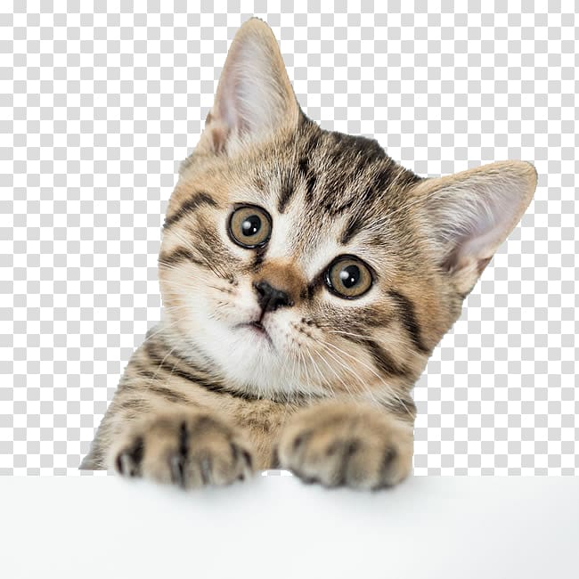 cute kitten transparent background PNG clipart