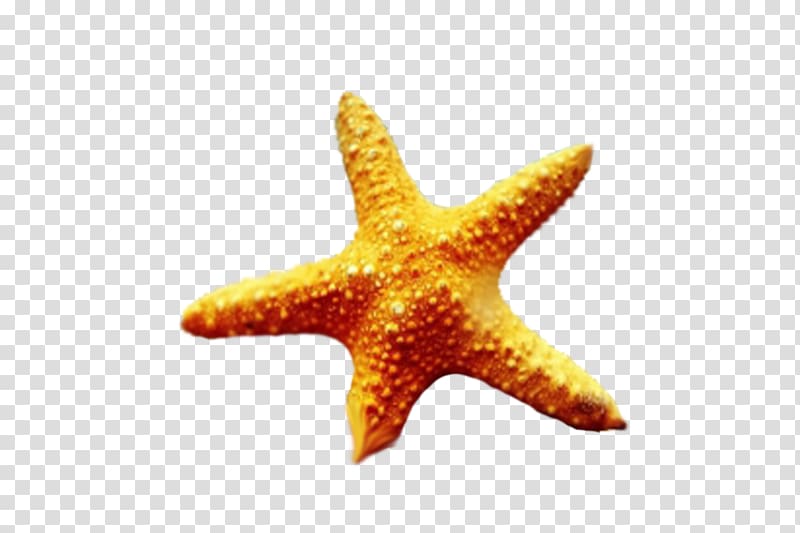 Starfish I See Stars Echinoderm Marine biology Hardcover, starfish transparent background PNG clipart