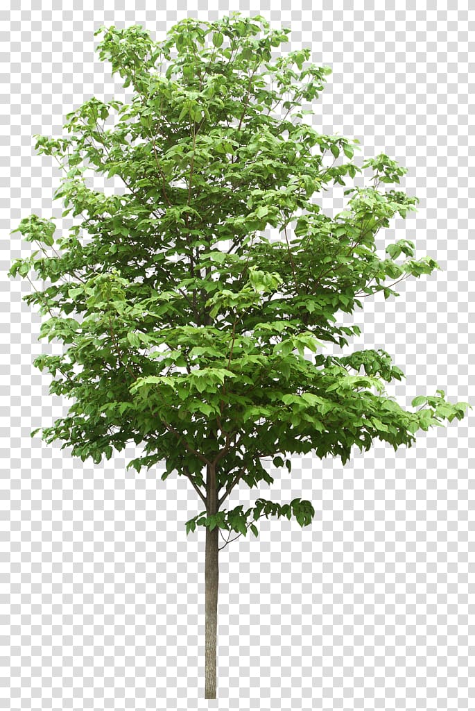trees transparent background PNG clipart