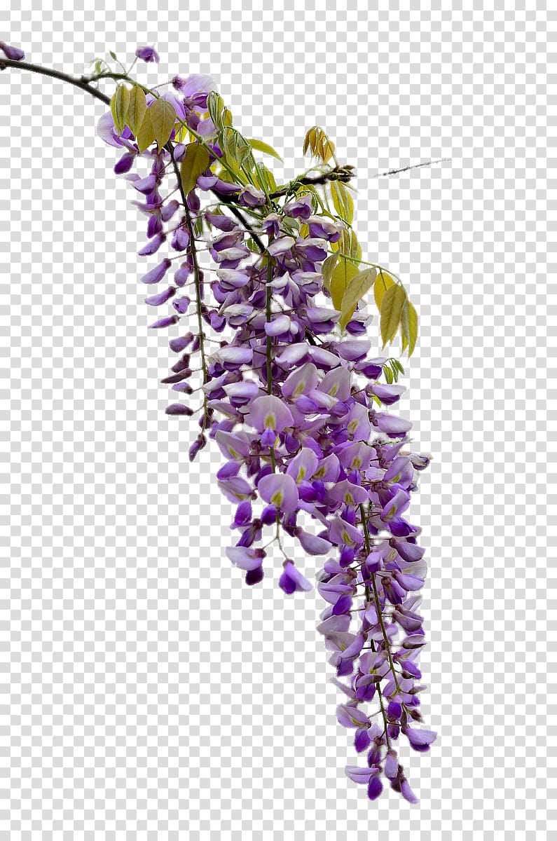 beautiful wisteria transparent background PNG clipart