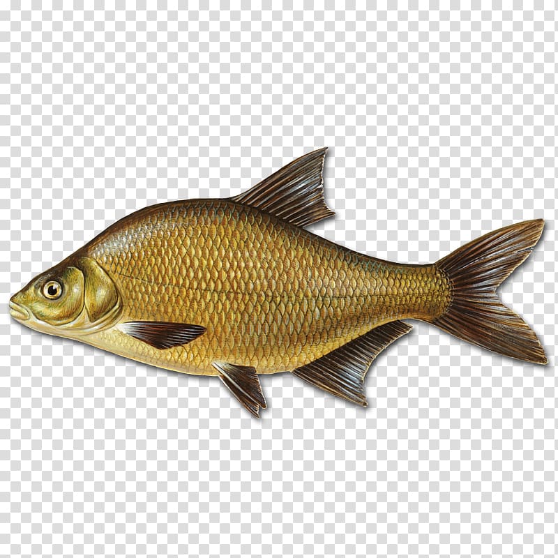 Common bream Fishing Angling, bifrost transparent background PNG clipart