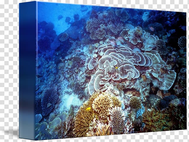 Stony corals Coral reef fish Marine biology Underwater, coral reef transparent background PNG clipart