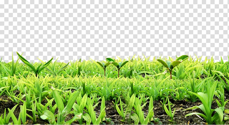 Background material for Free dig plants sprout transparent background PNG clipart