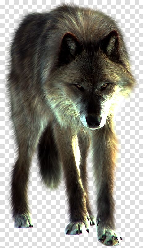 Red fox White Fang Dog Panthera, lObo transparent background PNG clipart