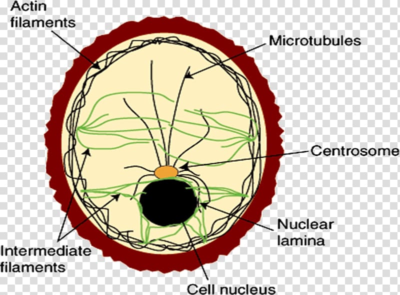 Intermediate filament Cell membrane Cytoskeleton Protein filament, others transparent background PNG clipart