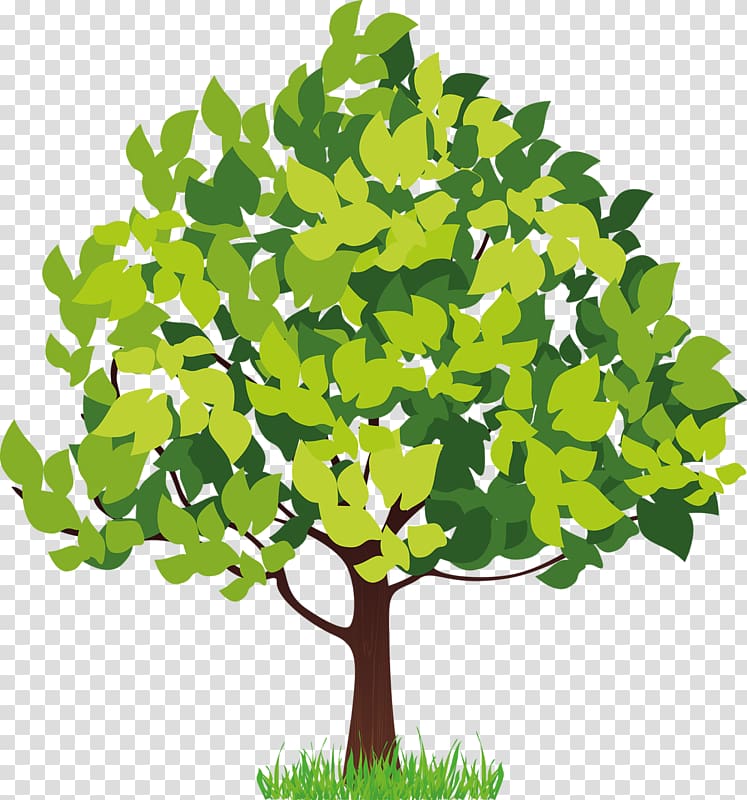 Four Seasons Hotels and Resorts Tree , money tree transparent background PNG clipart