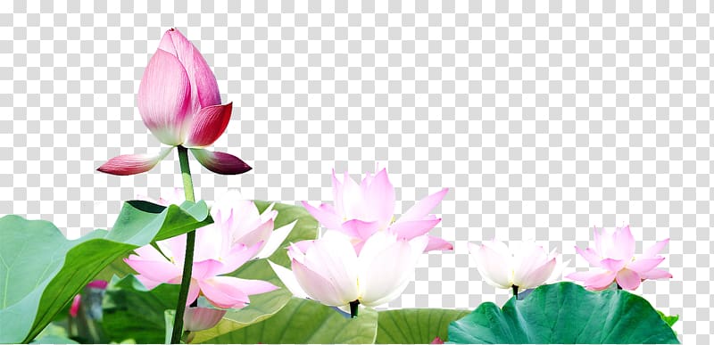 pink lotus flowers illustration, Nelumbo nucifera Bud , Lotus bud transparent background PNG clipart