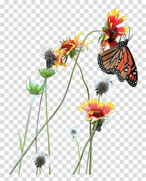 Bayan Mod, Butterfly flowers play transparent background PNG clipart