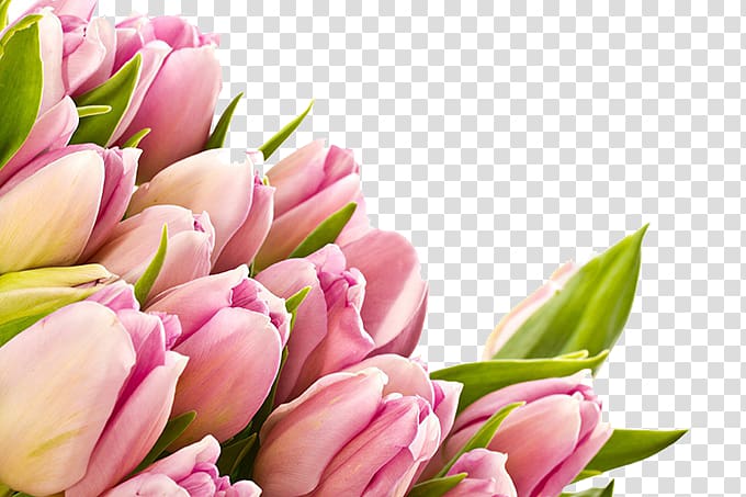 pink petaled flowers, Flower 1080p High-definition video High-definition television , Tulip Bouquet transparent background PNG clipart