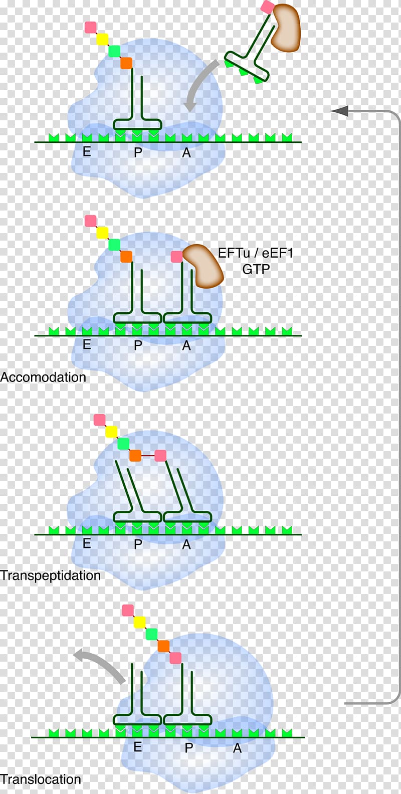 Translation Messenger RNA Ribosome Transfer RNA, messager transparent background PNG clipart