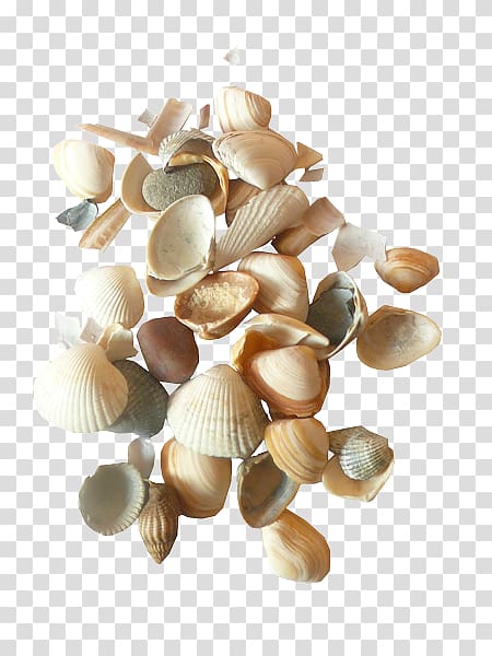 Cockle Seashell , seashell transparent background PNG clipart