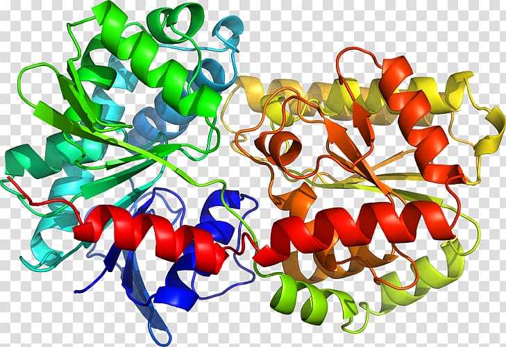 Tryptophan synthase Structural biology Toll-like receptor Structure, others transparent background PNG clipart
