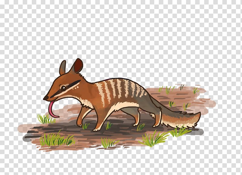 Numbat Cartoon Canidae Drawing Quoll, Numbat transparent background PNG clipart