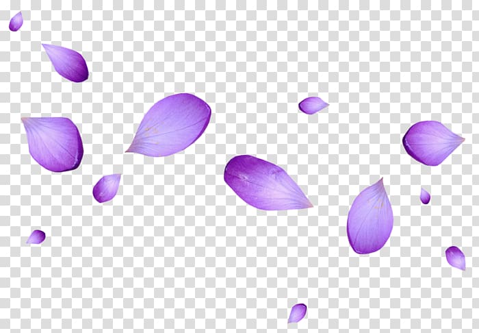 Petal Flower Portable Network Graphics Purple , flower transparent background PNG clipart