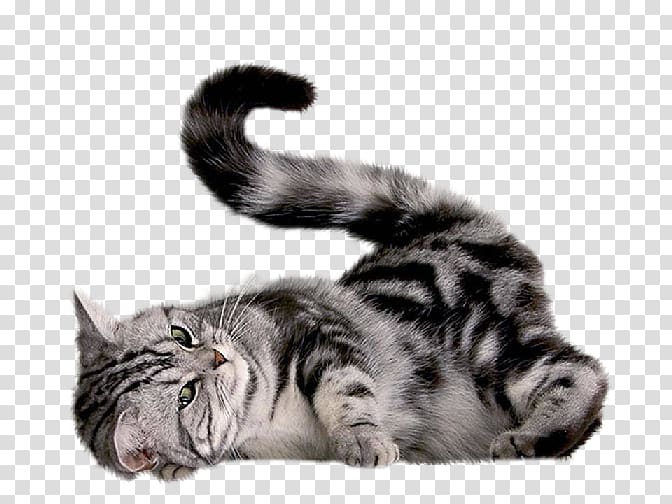 Kitten Persian cat Felidae Munchkin cat, kitten transparent background PNG clipart
