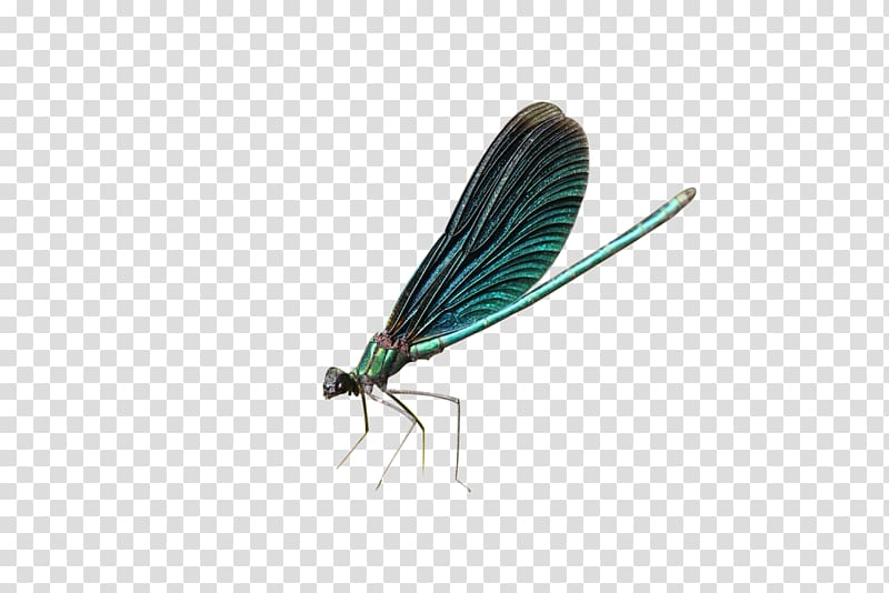 Dragonfly Insect , Winged dragonfly material map transparent background PNG clipart