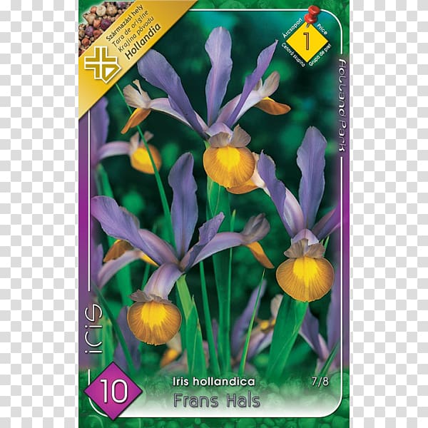 Iris × hollandica Siberian Iris Netted iris Iris danfordiae Ulmus × hollandica \'Wredei\', others transparent background PNG clipart