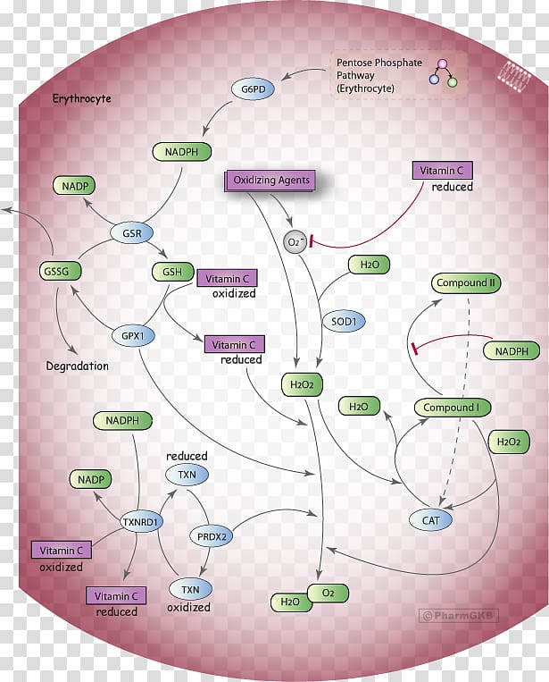 Red blood cell Oxidative stress Hydroxycarbamide Glucose-6-phosphate dehydrogenase, pathway transparent background PNG clipart