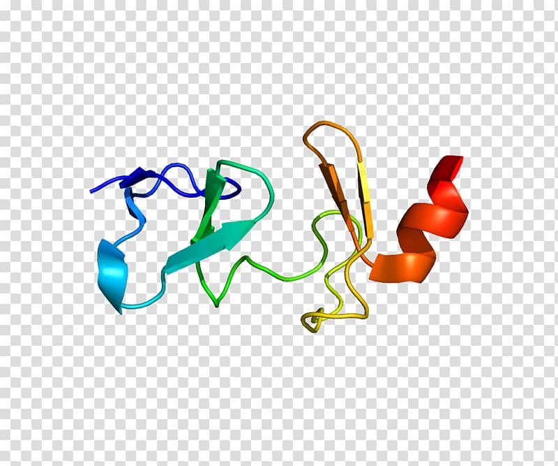 CSRP3 Actin Excitation–contraction coupling Calcium signaling Muscle, protein transparent background PNG clipart
