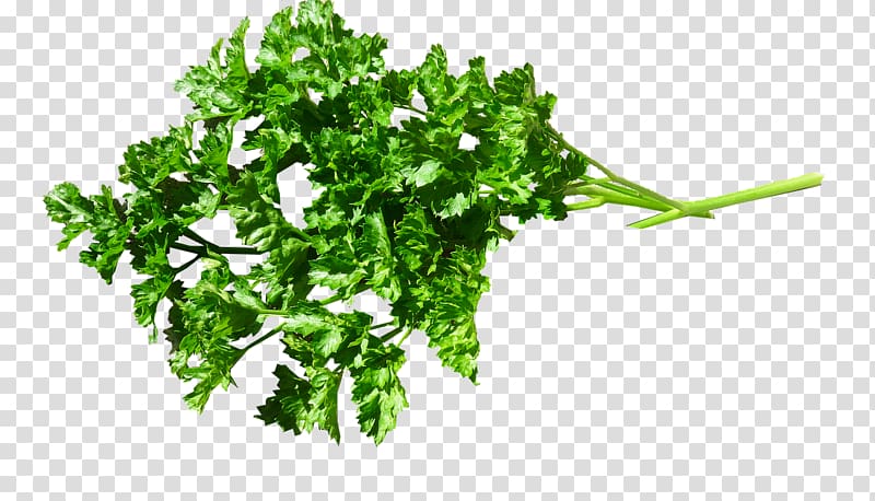 Parsley Food Herb Health Drink, зелень transparent background PNG clipart