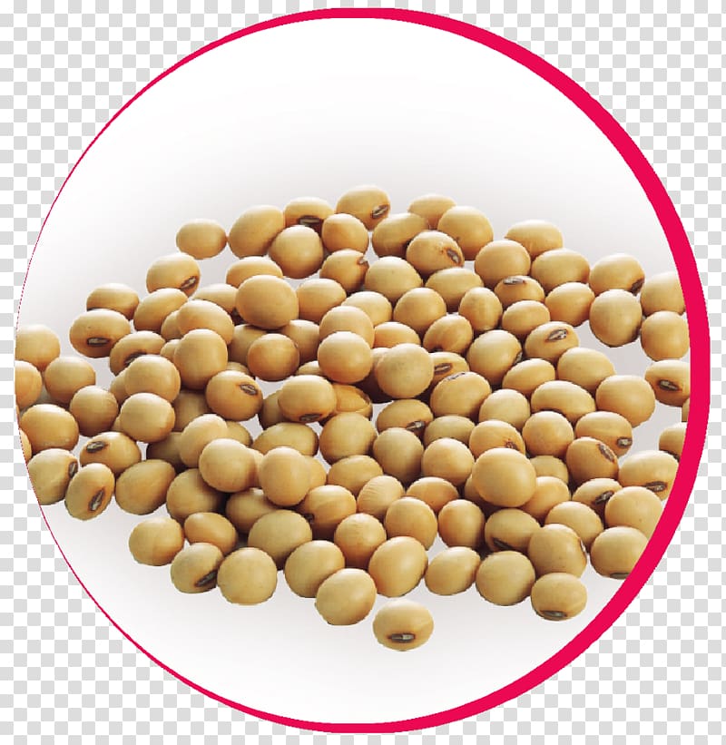 Peanut Vegetarian cuisine Bean Superfood, soya bean transparent background PNG clipart