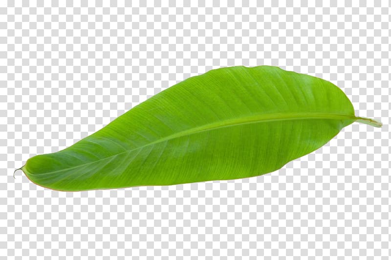 tropical banana leaves transparent background PNG clipart