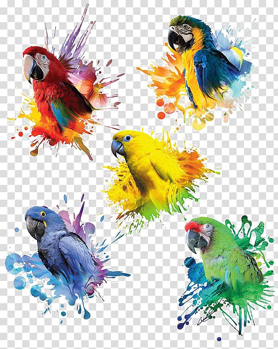five assorted macaws splash graphic, Parrot Blue-and-yellow macaw Red-and-green macaw Great green macaw, Parrot decoration transparent background PNG clipart